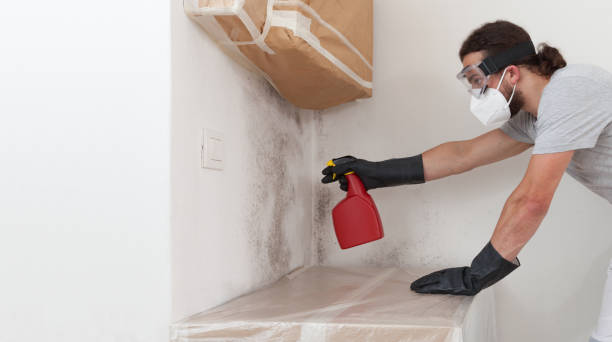 Professional Mold Removal technician working in Crystal Beach, FL